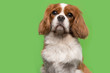 Portrait of a Cavalier King Charles Spaniel dog looking at the camera on a green background