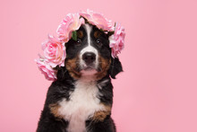 Portrait Of A Bernese Mountain Dog Puppy Wearing A Pink Roses Diadem On A Pink Background