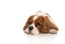 Adorable Cavalier King Charles Spaniel Dog Lying Down On The Floor Looking Away Isolated On A White Background Seen From The Front