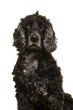 Portrait of an elderly senior cocker spaniel dog