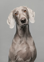 Portrait Of A Proud Weimaraner Dog On A Grey Background