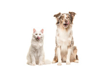 Australian Shepherd Dog And White Longhaired Cat Looking At The Camera Licking Their Lips Begging For Food Isolated On A White Background