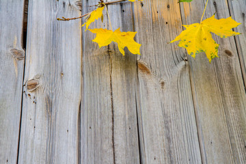 Maple leaves in autumn with wooden wall in the background	