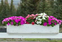 Flowers Growing In A White Wooden Flowerbox