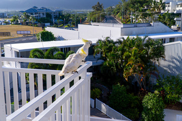 some white cockatoos sitting on the white balcony area in a hotel in Australia