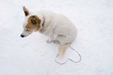 Fototapeta Psy - Sad white dog sitting by the heart in the snow waiting for love.