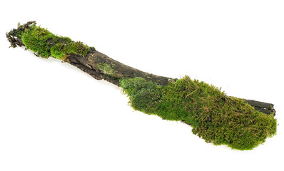 Green moss on rotten tree branch isolated on a white background