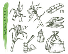 Sugar Cane Or Sugarcane Isolated Sketch Symbols