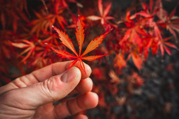 Wall Mural - Red Japanese maple leaf holding between two fingers