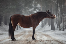 Close Portrait Of Funny Beautiful Old Mare Horse In Halter Standing On The Road In Snowy Forest