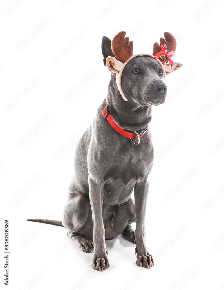 Cute dog with Christmas deer horns on white background