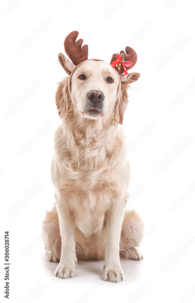 Cute funny dog with Christmas deer horns on white background