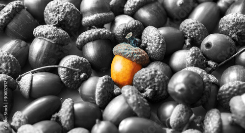 colorful acorn against of ordinary acorns abstract vision be different, unique personality or standing out from the crowd, leadership quality