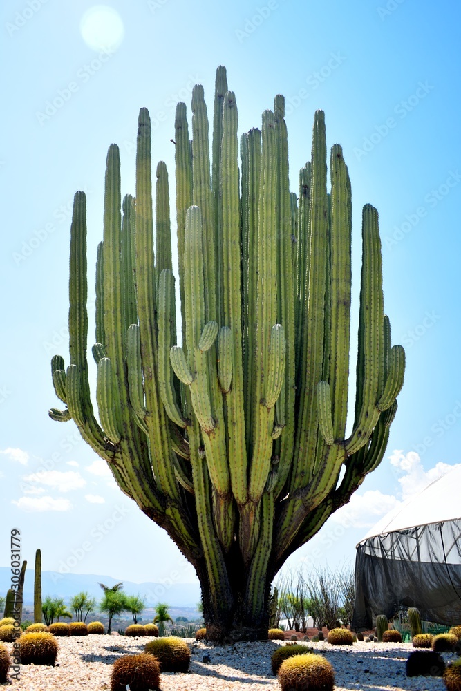 CACTUS ORGANO. EL REY DEL JARDIN Stock Photo | Adobe Stock