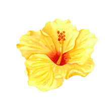 Watercolor Yellow Hibiscus, Tropical Flower. Hand Drawn Big Sunny Flower Isolater On White Background.