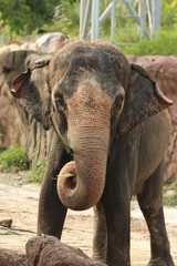 Wall Mural - a close up of a large elephant