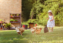Little Girl Feeds Chickens In A Meadow Near The House.
