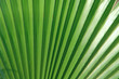 © Nataliia - Natural green background. Palm tree green leaf texture background. Horizontal, close-up, cropped shot. Concept of nature and design.