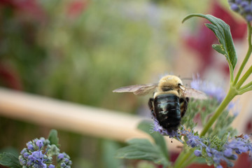 Bumble Bee In the Garden