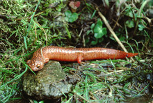 Black-Chinned Red Salamander (Pseudotriton Ruber Schencki)