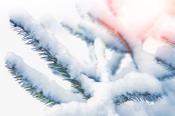 tree branch nature winter christmas new year