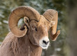 Rocky Mountains Bighorn sheep