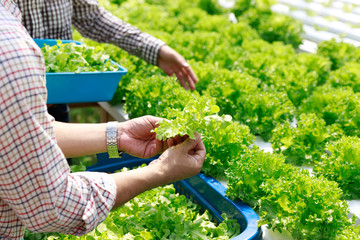 Wall Mural - Hydroponics farm ,Worker Harvesting and collect environment data from lettuce organic hydroponic vegetable at greenhouse farm garden.