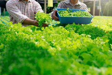 Wall Mural - Hydroponics farm ,Worker Harvesting and collect environment data from lettuce organic hydroponic vegetable at greenhouse farm garden.