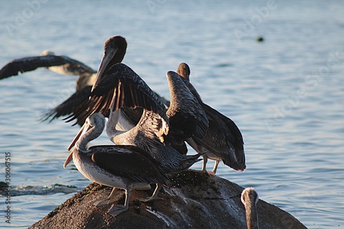Pelican standing on a rock in the sea on the beach of Algarrobo, central coast o Wallpaper Mural
