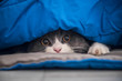 British shorthair cat hiding under the quilt and looking out