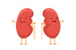 Cute cartoon smiling healthy kidney character. Human genitourinary system internal organ vector illustration