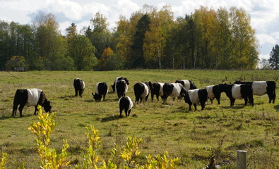 The Belted Galloway black and white cows in a misty autumn meadow in Latvia. Black and white cow on green grass pasture