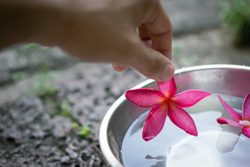 Wall Mural - The hand is picking up the flowers from the aluminum bowl.