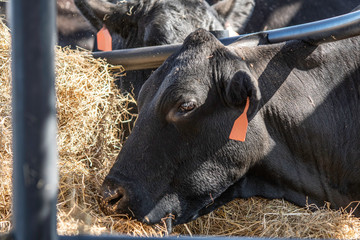 Wall Mural - Angus cow close up in hay feeder