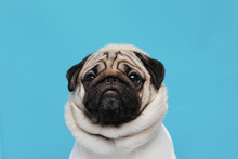 Adorable Dog Pug Breed Making Angry Face And Serious Face On Blue Background,Pug Purebred Dog Concept