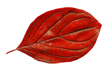 Wall Mural - Red leaf with structure, macro, isolated on white