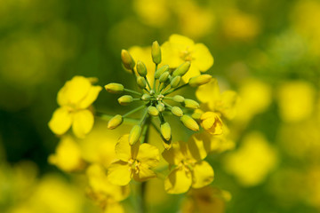 Canvas Print - Close-up of rapeseed flowers and buds on a rapeseed field