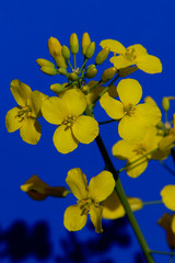 Canvas Print - Flowers and buds of rape on a blue background close-up