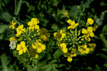 Poster - Close-up of rapeseed flowers and buds on a rapeseed field