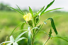 Lots Of Growing Yellow Okra Flowers On The Top Of It's Plant In A Vegetable Farm 