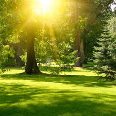 Sunrise beam in the park