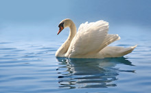 Graceful Swan Gliding On A Misty Blue Lake