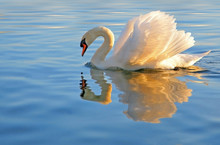 Graceful Swan Looking At It's Reflection