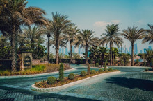 Oasis In Dubai. Beautiful Green Views Of Dubai City.