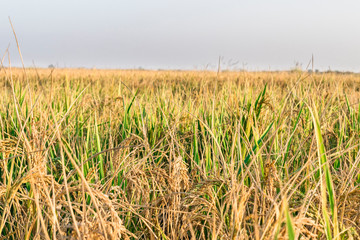 Wall Mural - ready rice in the fields 