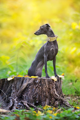 Wall Mural - Italian greyhound close up portrait in autumn forest