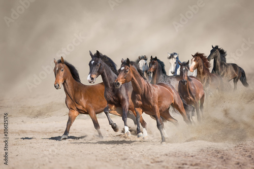 Naklejki konie   stado-koni-biegnie-swobodnie-po-pustynnym-pyle