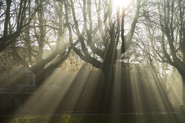 Wall Mural - sunbeams shining through the tree's on a foggy, autumn morning in a park.