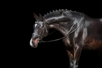 Wall Mural - Horse portrait in bridle isolated on black background