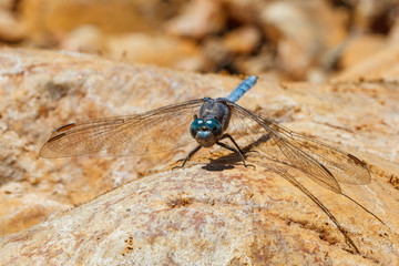 Wall Mural - Blue dragonfly perched on a rock